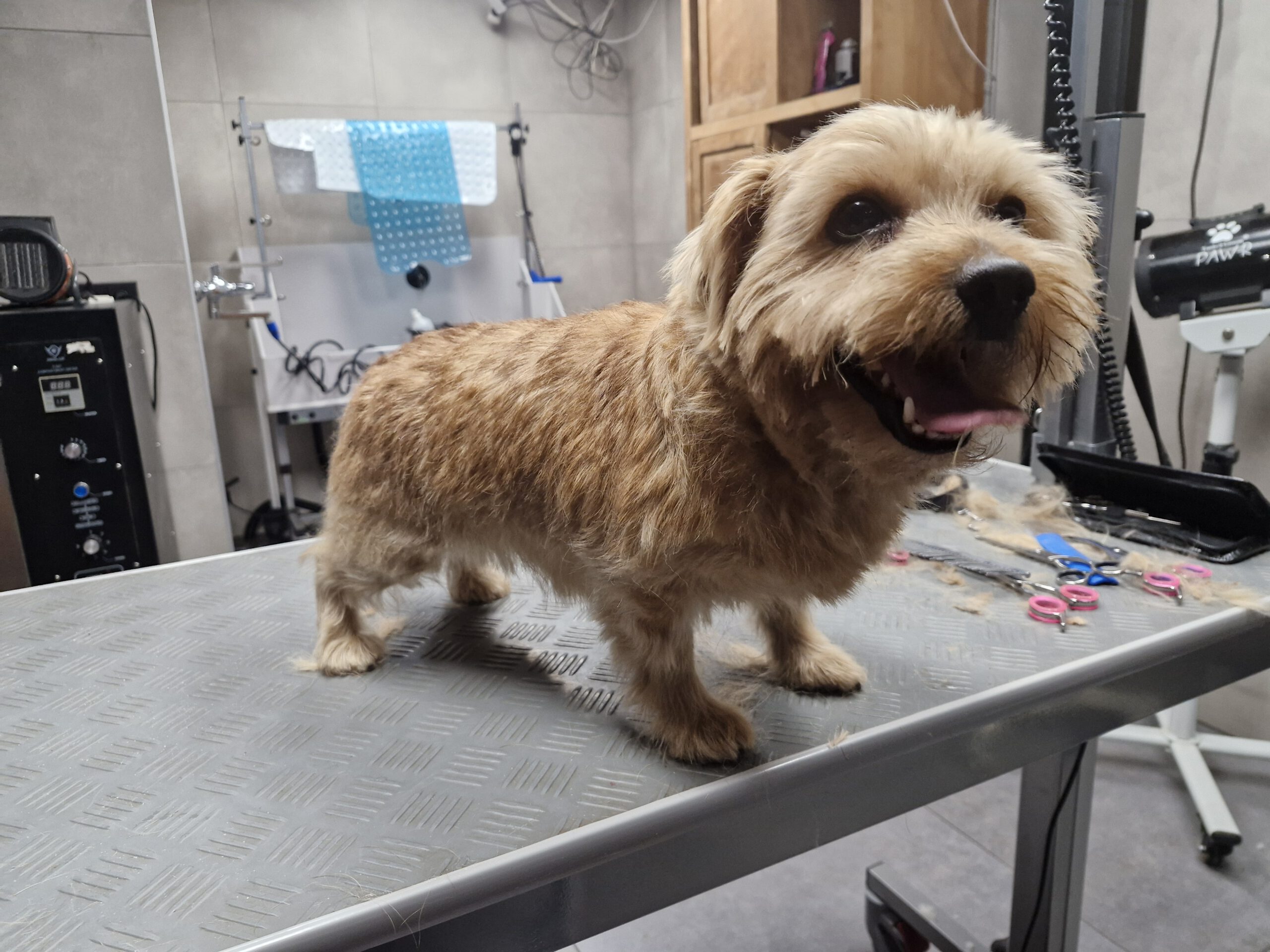 Hond tijdens een plukbehandeling
