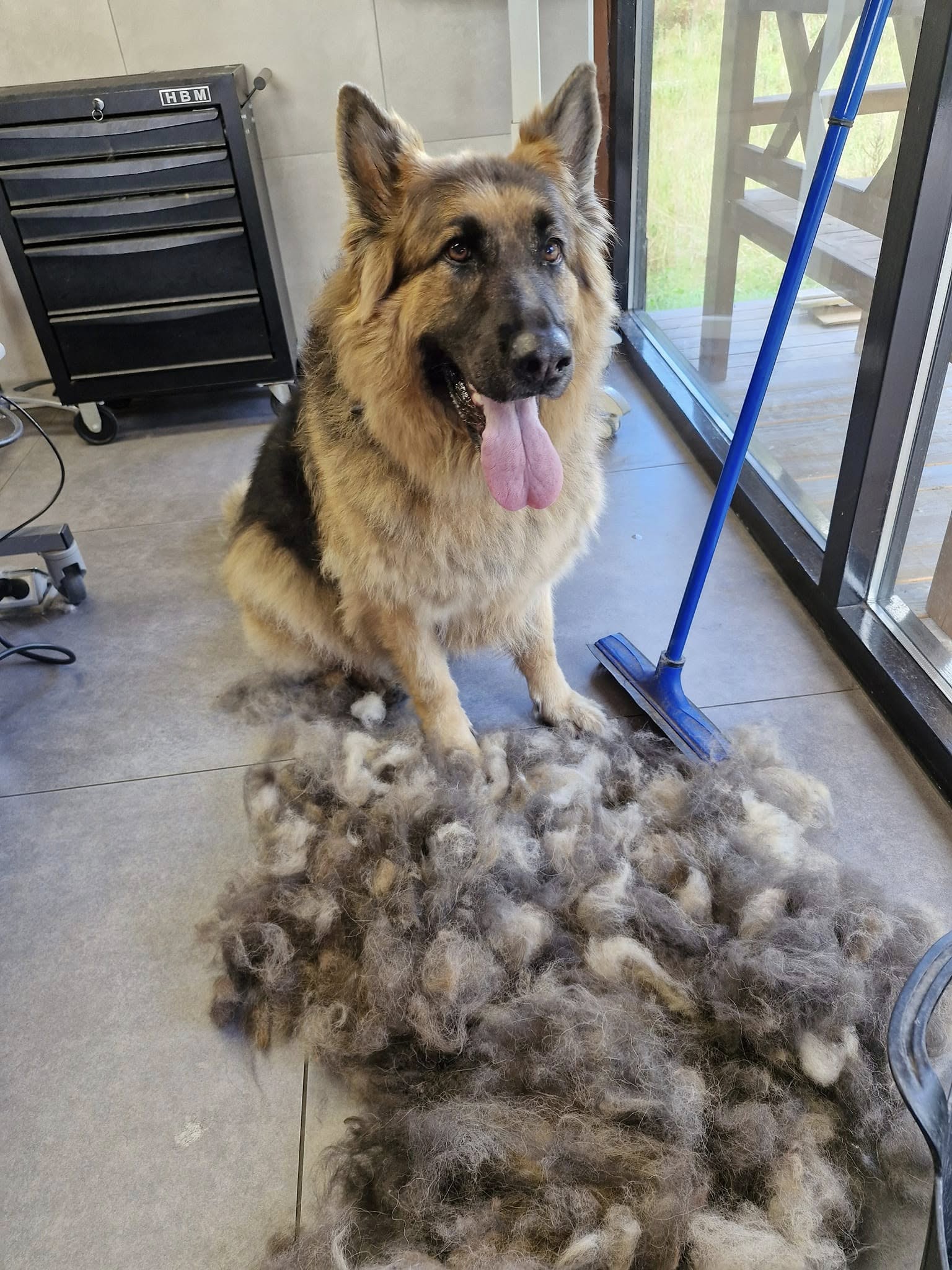 Hond tijdens een kambehandeling