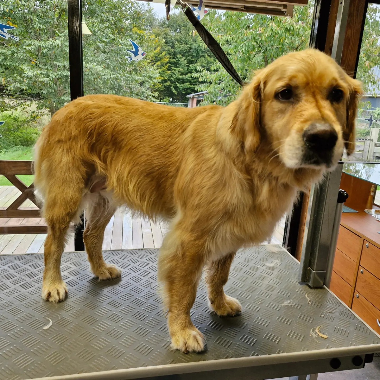 Hond tijdens een knipbehandeling