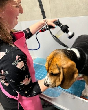 Hond tijdens een wasbehandeling