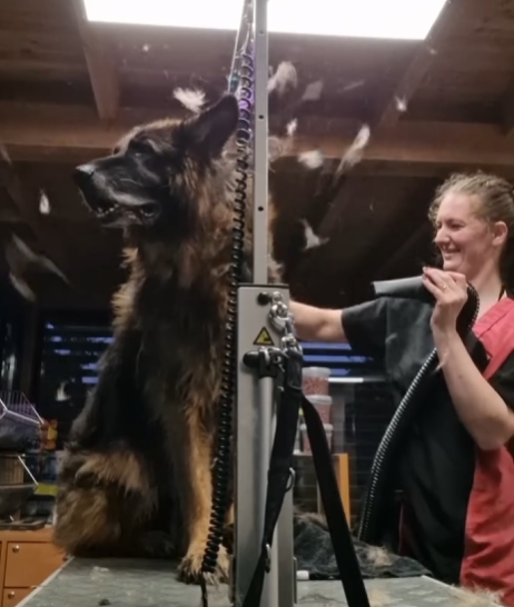 Ontwollen van een hond